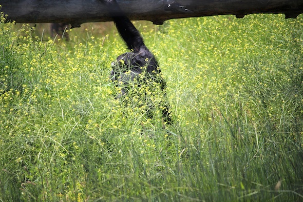 web_missy_wild_mustard_patch_V_kd_IMG_3907