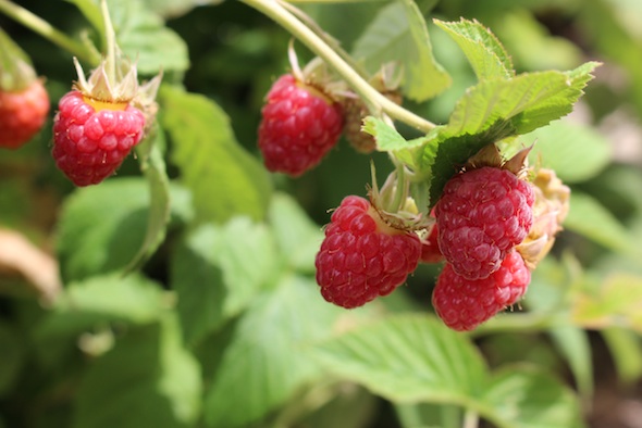 web_raspberries_closeup_kh_IMG_4281