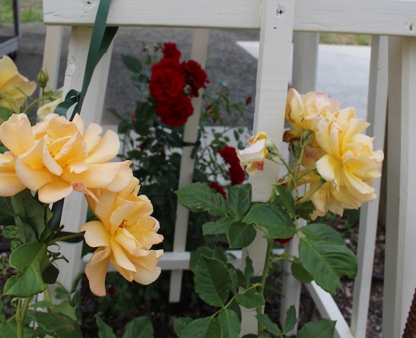 web_roses_kh_IMG_4340