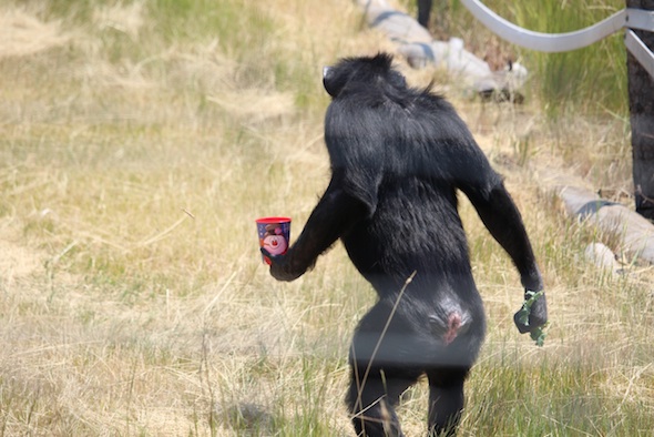 web_Annie_bipedal_walk_hold_ice_cup_kale_YH_ek_IMG_5159