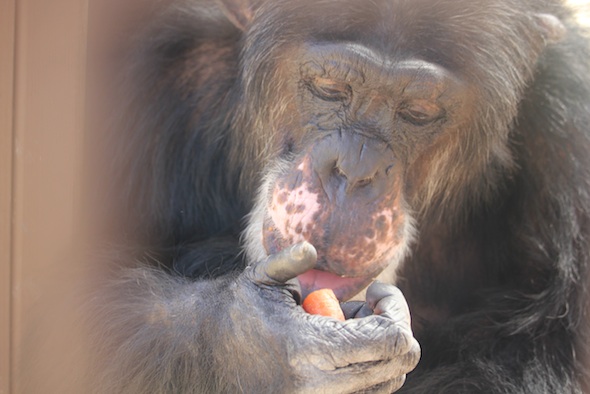 web_Burrito_closeup_eat_carrot_GH_kh_IMG_2760