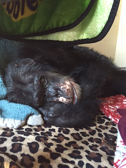 Burrito sleeping in recover room