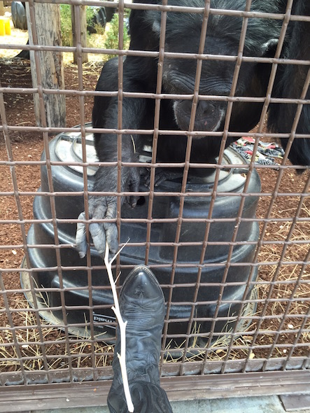 Jamie grooming boot
