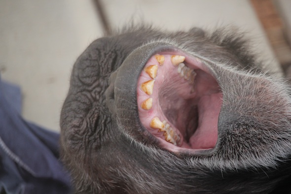 web_Jody_close_up_yawn_GH_ek_IMG_2813