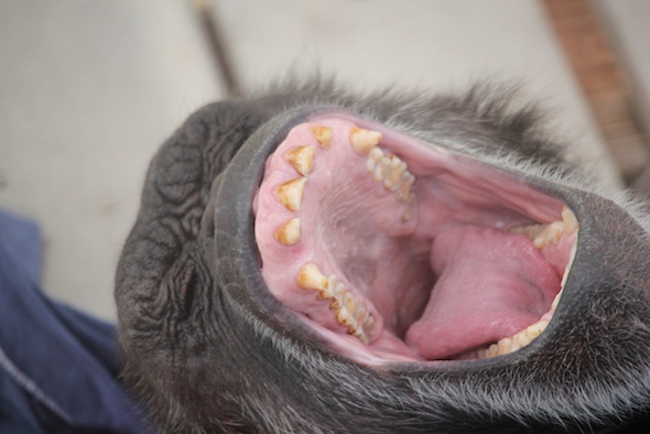 web_Jody_close_up_yawn_GH_ek_IMG_2814