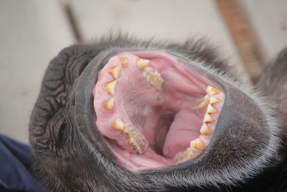 web_Jody_close_up_yawn_GH_ek_IMG_2815