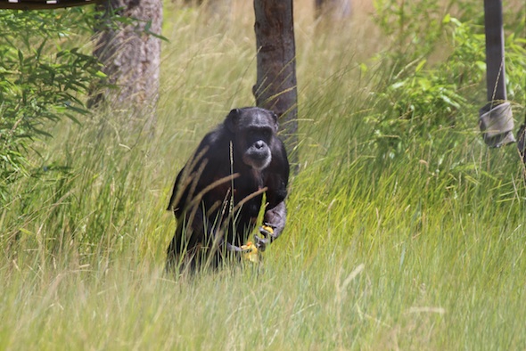 web_Jody_forage_mouthful_handfulls_food_bipedal_YH_kh_IMG_5591