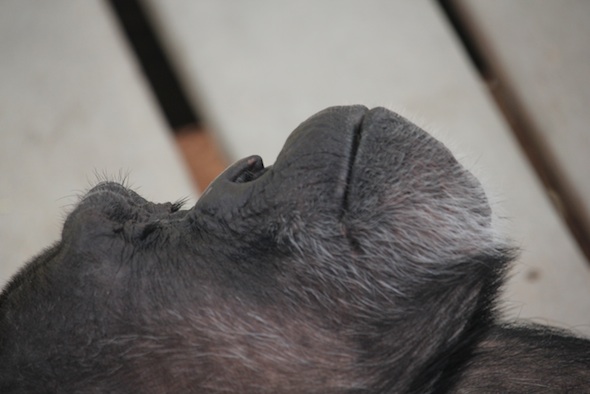 web_Jody_lie_on_back_sleep_GH_ek_IMG_2812