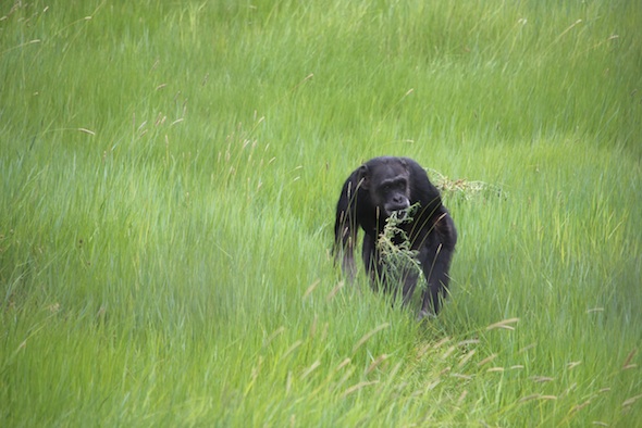 Jody in the green grass