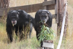 Burrito and Jody with bamboo