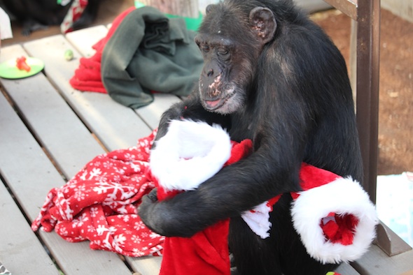 web_Missy_stocking_enrichment_Christmas_in_July_party_GH_ek_IMG_5147
