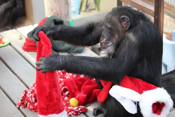 web_Missy_stocking_enrichment_Christmas_in_July_party_GH_ek_IMG_5150