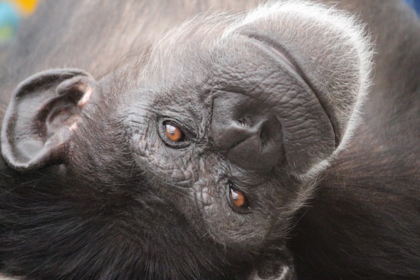 web_annie_closeup_upside_down_kd_IMG_4466