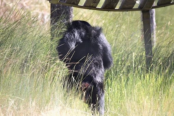 web_burrito_bipedal_walk_tall_grass_kd_IMG_2494