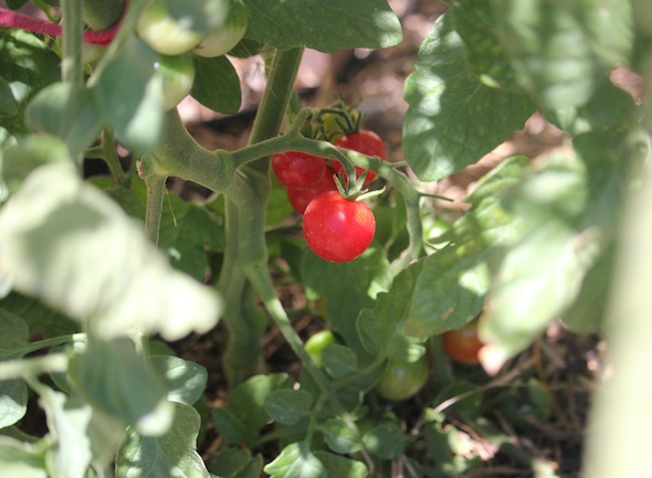 web_first_garden_tomatoes_kd_IMG_2860