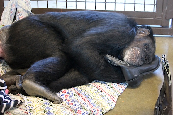 web_jamie_sleep_boot_pillow_kd_IMG_2978