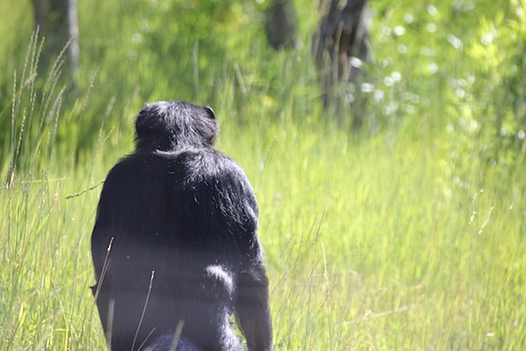 web_jody_back_bipedal_tall_grass_kd_IMG_2507