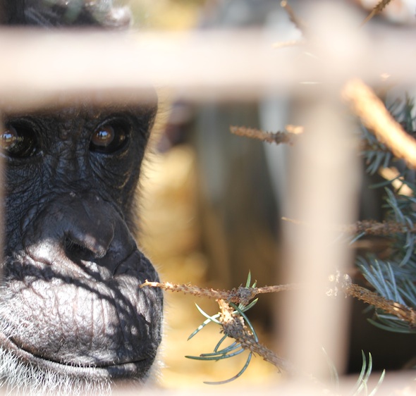 web_jody_face_closeup_thru_caging_kd_IMG_2997