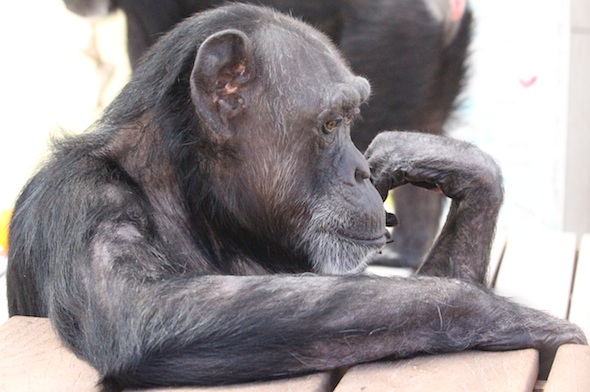 web_jody_the_thinker_gh_kd_IMG_6006