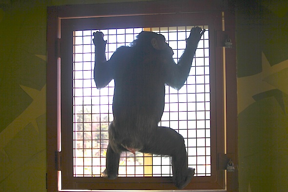 web_missy_shake_caging_garden_kd_IMG_2857