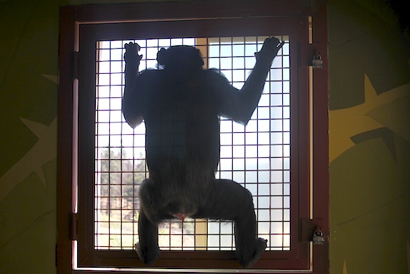 web_missy_shake_garden_caging_all_fours_kd_IMG_2858