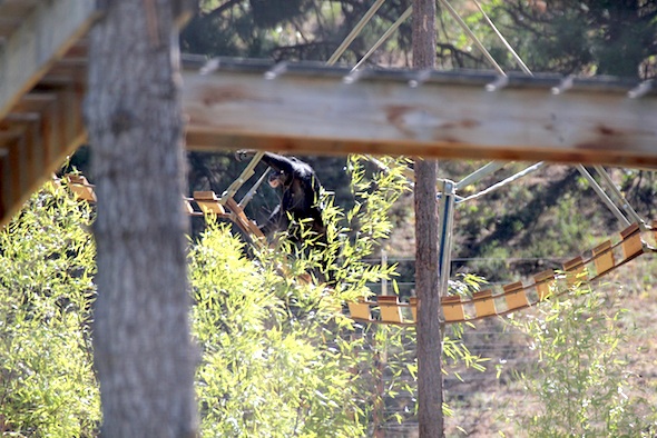 web_missy_walk_bridge_new_structure_kd_IMG_2501