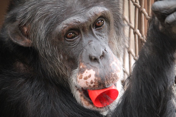 web_Burrito_toy_in_mouth_cling_to_caging_look_at_camera_GH_ek_IMG_7706