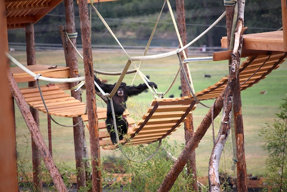 web_Burrito_walk_shakey_bridge_towers_YH_jb_IMG_7443