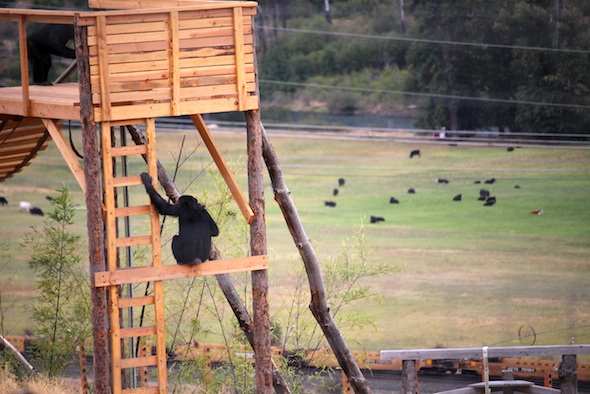 web_Foxie_look_at_cows_towers_YH_jb_IMG_7430