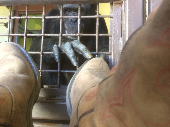 web_Jamie_tickle_boots_FR3_jb_IMG_7275