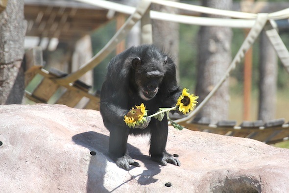 Missy with sunflowers