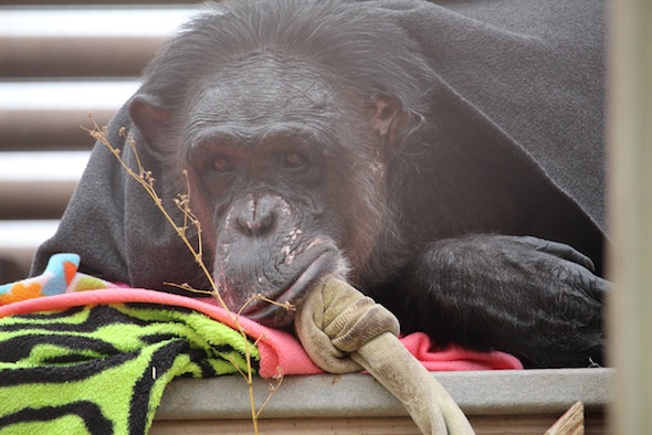 web_Negra_blanket_nest_poncho_GH_ek_IMG_7711