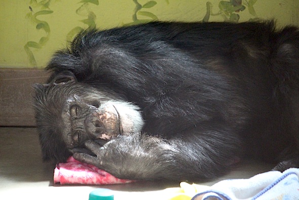 web_burrito_napping_closeup_pr_kd_IMG_7138