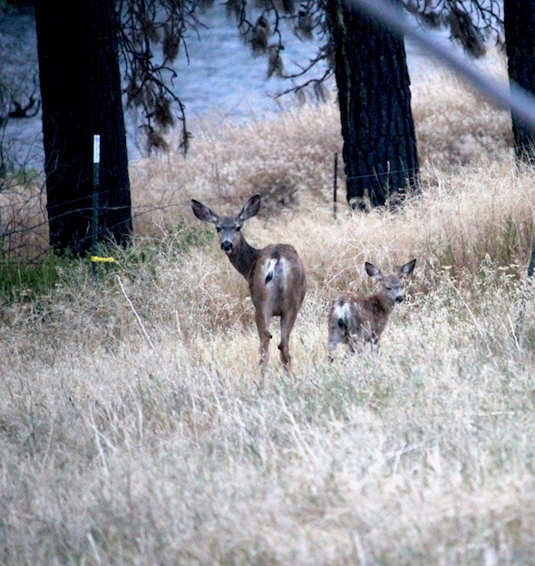 web_doe_and_fawn_look_back_kd_IMG_3510