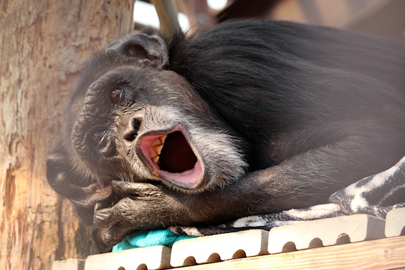 web_jody_begin_yawn_nest_gh_kd_IMG_7120
