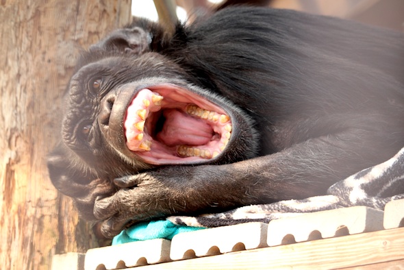 web_jody_big_yawn_nest_gh_kd_IMG_7121