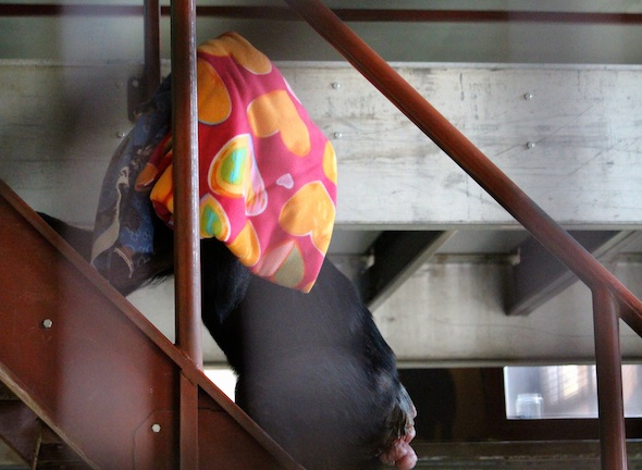 web_jody_carry_more_blankets_upstairs_kd_IMG_7310