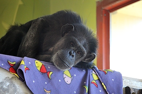 web_Annie_purple_blanket_pr_aw_IMG_8623
