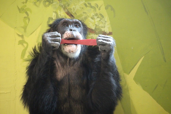 web_Burrito_sit_bite_toy_enrichment_PR_ek_IMG_8381