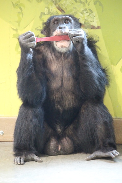 web_Burrito_sit_bite_toy_enrichment_PR_ek_IMG_8390