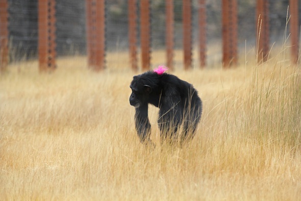 web_Foxie_troll_pink_hair_on_back_forage_YH_kh_IMG_4352