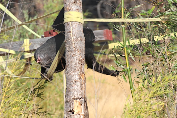 Missy reaching for bamboo