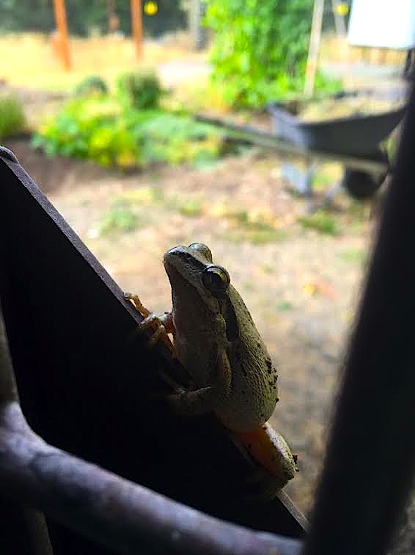 web_frog1_barndoors_awphone