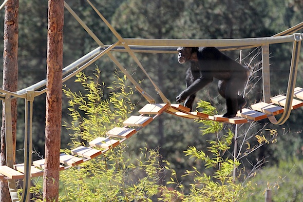 web_jamie_walk_swinging_bridge_kd_IMG_4367