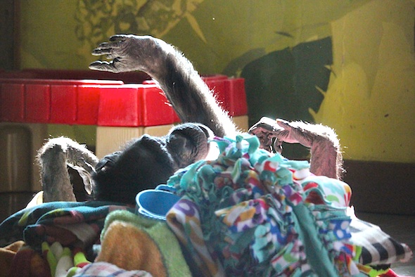 web_jody_pile_nest_leg_up_pr_kd_IMG_8027