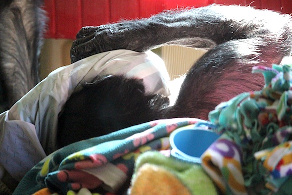 web_jody_snuggle_blankets_kd_IMG_8035