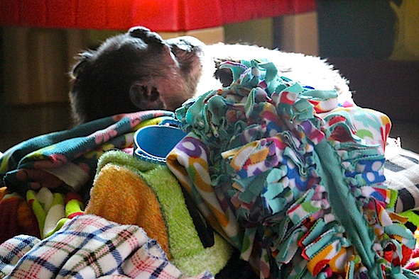 web_jody_top_of_pile_nest_sun_kd_IMG_8037