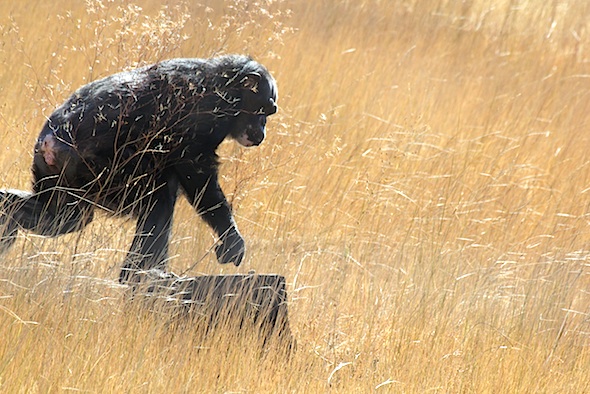 web_negra_mid_stride_stump_kd_IMG_4643