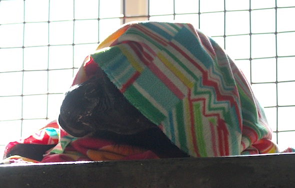 web_negra_under_blanket_in_sun_kd_IMG_4670
