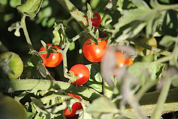 web_tomatoes_garden_aw_IMG_5105
